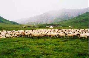 རྔ་བ་ཁུལ་གྱི་སྐྱེ་ཁམས་ཞིང་ཕྱུགས་ལས་འཕེལ་རྒྱས་ཀྱི་གནས་ཚུལ།