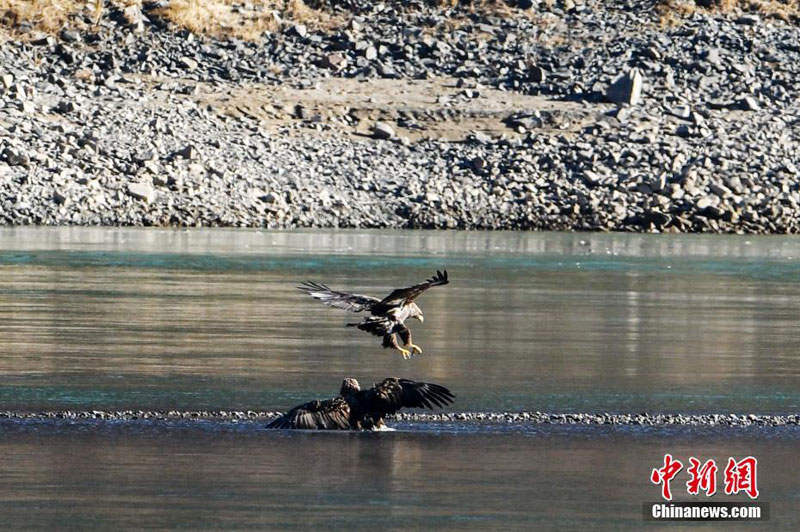 མཚོ་སྔོན་ཁྲི་ཀ་རྫོང་གི་སུམ་པ་འགག་དུ་རྒྱལ་ཁབ་ཀྱི་རིམ་པ་དང་པོའི་སྲུང་སྐྱོབ་སྲོག་ཆགས་མཚོ་གླག་མཐོང་བ།