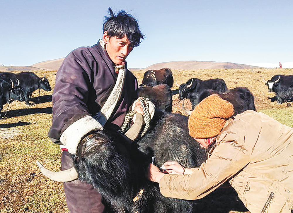 ལི་ཐང་འབུམ་གཡག་རྩྭ་ཐང་དུ་གནག་ཕྱུགས་ཁྲི་གཉིས་ཉེ་བར་གློག་རྡུལ་ཉིང་ལྷེབ་བརྒྱབ་སྟེ་ཉེན་འགོག་འགན་ལེན་བྱས།