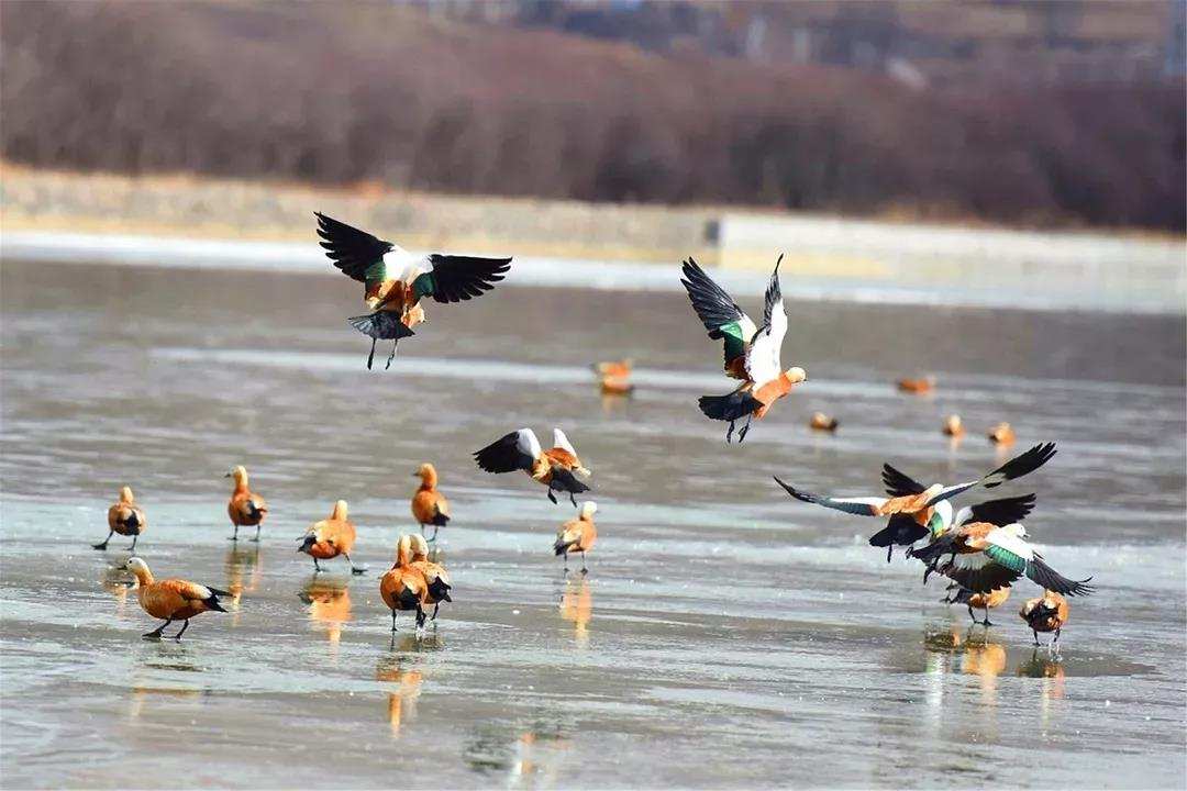 སྒྱུར་བཅོས་སྒོ་འབྱེད་ཀྱི་ལོ་ངོ་བཞི་བཅུའི་གཟི་འོད། 