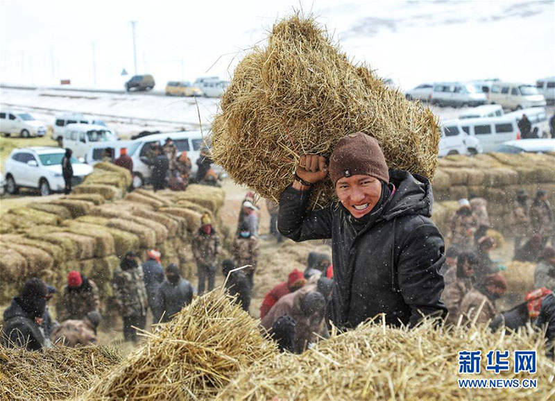 ཡུལ་ཤུལ་གྱི་གངས་སྐྱོན་གནོད་འཚེ་ཕོག་ཁུལ་དུ་གཟན་རྩྭ་བགོ་བཞིན་པ།