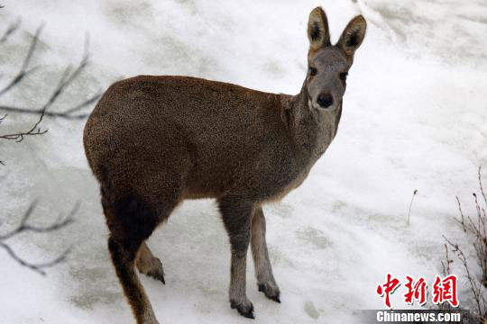 ཡུལ་ཤུལ་ནས་བླངས་པའི་གླ་བའི་པར། 
