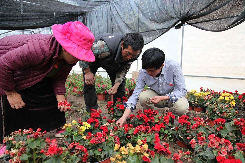 མཐོ་སྒང་གི་རྩྭ་ཐང་སྟེང་འཕེལ་རྒྱས་ཀྱི་མཆོར་ཉམས་ལྡན་པའི་གསེར་ཐར།