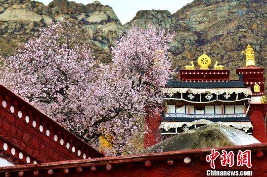 ལྷ་སའི་ཕ་བོང་ཁར་ཁམ་བུའི་མེ་ཏོག་རབ་ཏུ་བཞད།