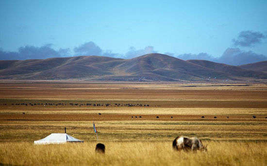 མཛོད་དགེའི་རྩྭ་ཐང་དུ་མི་རིགས་མཐུན་སྒྲིལ་གྱི་མེ་ཏོག་བཞད།
