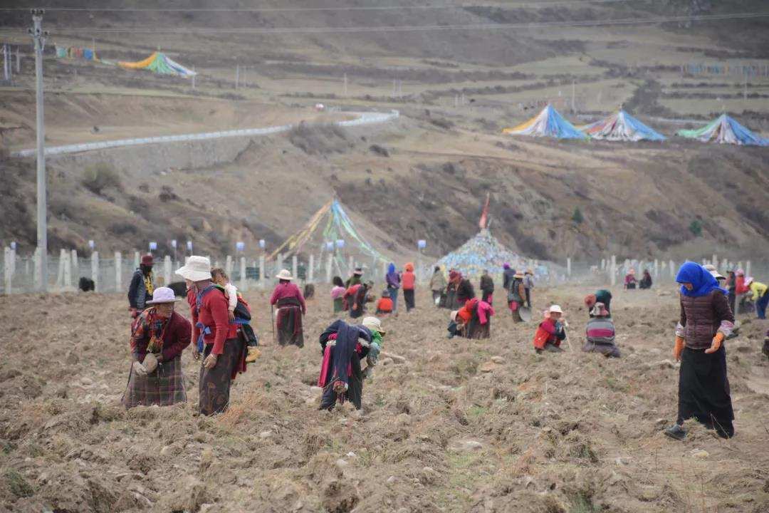ཛམ་ཐང་གིས་གཟན་རྩྭ་འདེབས་པའི་དབུལ་སྐྱོར་རྣམ་གྲངས་ལག་ལེན་བྱས།