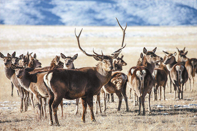 ཀུན་བདེ་གླིང་རྩྭ་ཐང་གི་ཤྭ་བ།