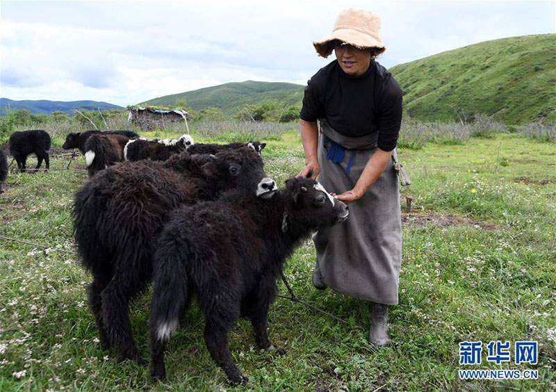 རྔ་ཁུལ་ཁྱུང་མཆུ་རྫོང་གི་འབྲོག་པའི་ཡོང་སྒོ་འཕར་བ། 