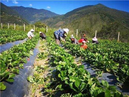 འབྲི་ཏ་ས་འཛིན་ནི་ཀུམ་ཉོའུ་སྡེ་བའི་ཕྱུག་འགྱུར་ཤིང་ཏོག་ཏུ་གྱུར།