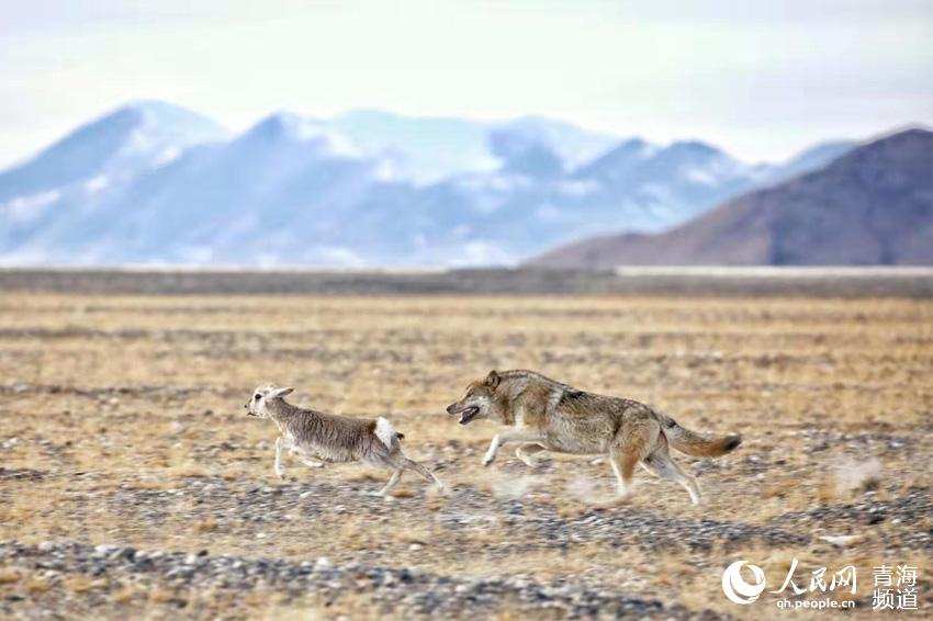 ཁ་བས་རི་ལམ་བཀག་པས། གཙོད་ཕྲུག་སྤྱང་ཀིས་བཟུང་བ།