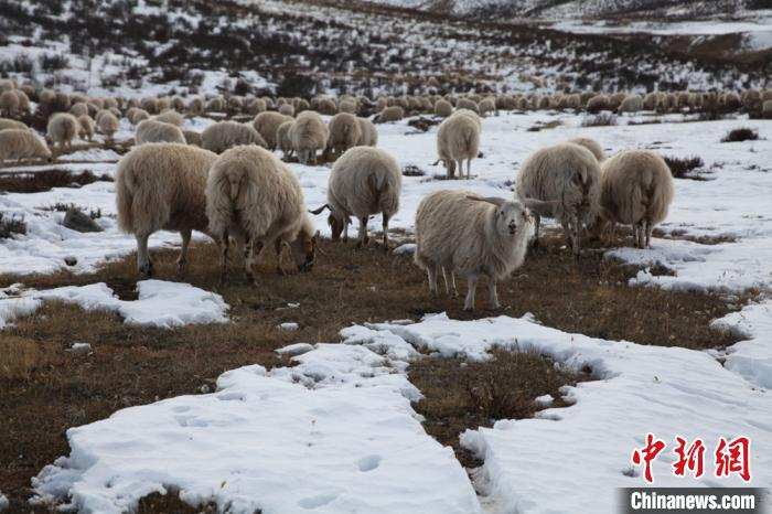 ཨ་མྱེས་རྨ་ཆེན་འདབས་ཀྱི་དབུལ་ཕོངས་ཤང་དབུལ་སྒྲོལ་བྱུང་བ། 