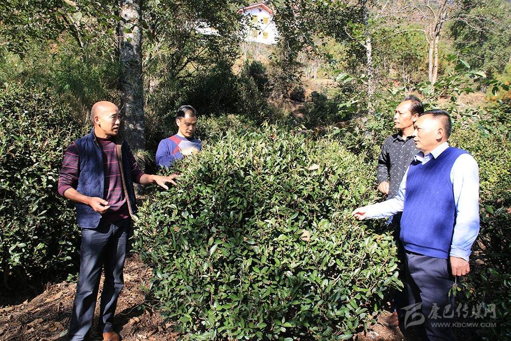 གནའ་བོའི་ཇ་ཤིང་ལ་ཕྱུག་འགྱུར་གྱི་ལོ་འདབ་རྒྱས།