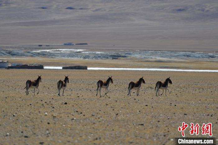 བོད་ལྗོངས་བྱང་ཐང་གི་མཐོང་ཐོས།
