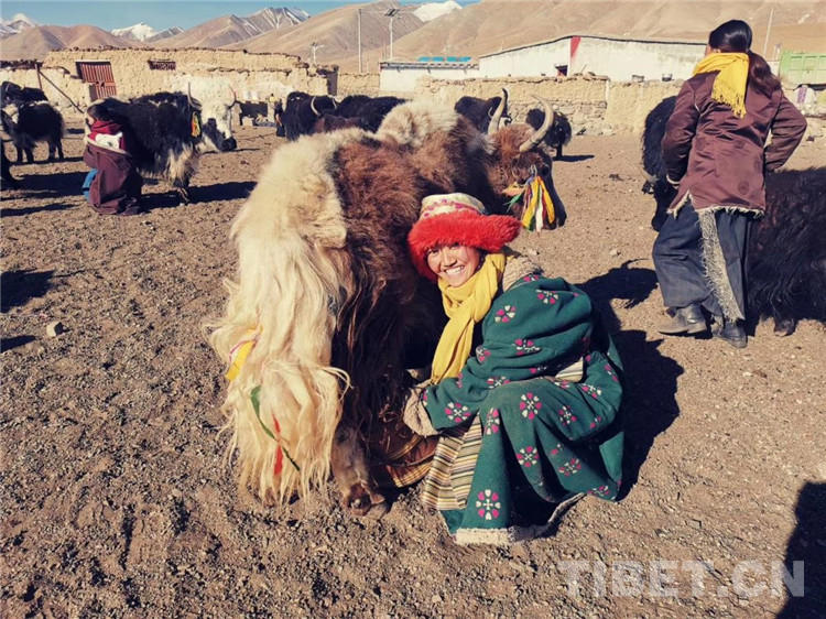 བོད་ལྗོངས་ནག་ཆུའི་རི་གྲོང་ཆུང་ངུ་ནས་ཐོན་པའི“གསེར་གྱི་ཁྱུང་ཆེན།”