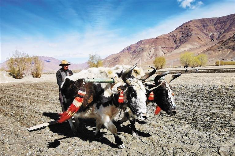 ཞིང་པ་དཔྱིད་འདེབས་ལས་ལ་བྲེལ།