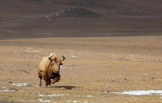 རྒྱ་མཚོའི་ངོས་ཀྱི་མཐོ་ཚད་སྨི་5000སར་ཡོད་པའི་མངའ་རིས་ཀྱི་འབྲོང་ཁམ་པ།