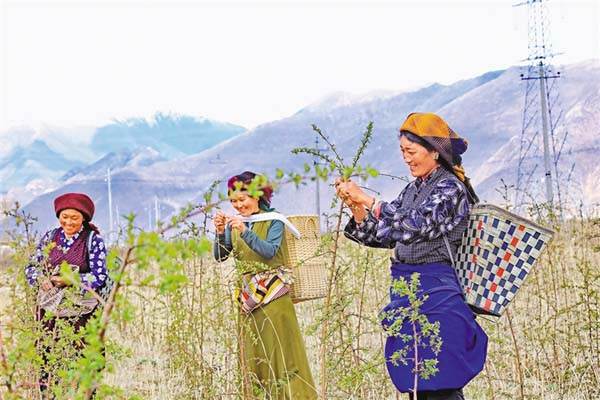 ཇ་ལོར་བརྟེན་ནས་དབུལ་སྒྲོལ་བྱེད།