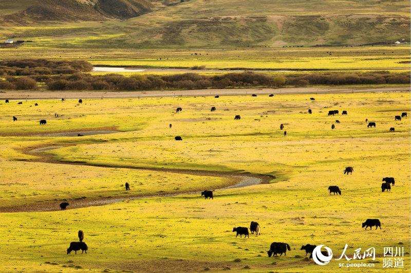 ལི་ཐང་གི་འབྲོག་རའི་མཛེས་ལྗོངས།