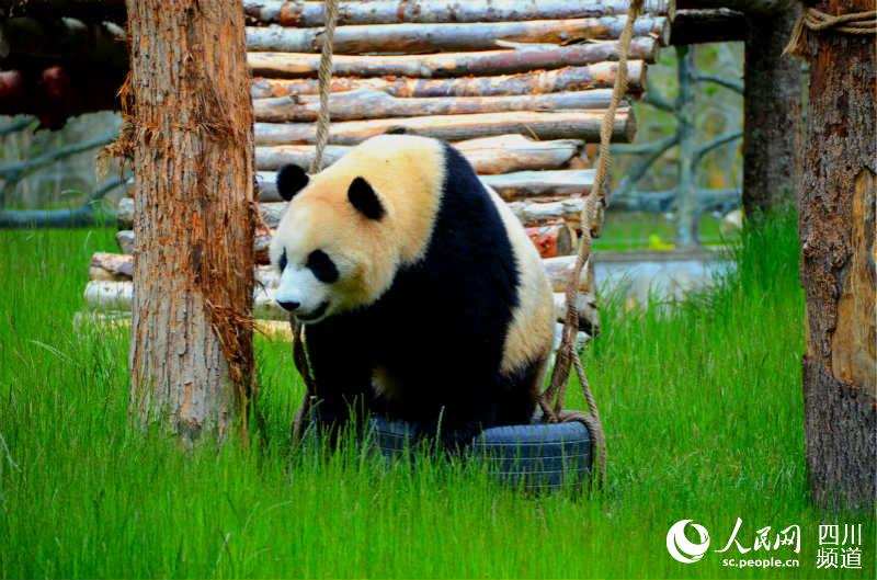 གཟི་ཚ་སྡེ་དགུའི་དོམ་ཁྲ་གླིང་གི་སྒོ་ཕྱེས་པ། 