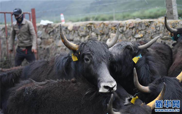 རྟ་ཐང་གི་འབྲི་གཡག་བོད་ལྗོངས་སུ་གསོ་ཚགས་བྱ་རྒྱུ་ཡིན་པ།