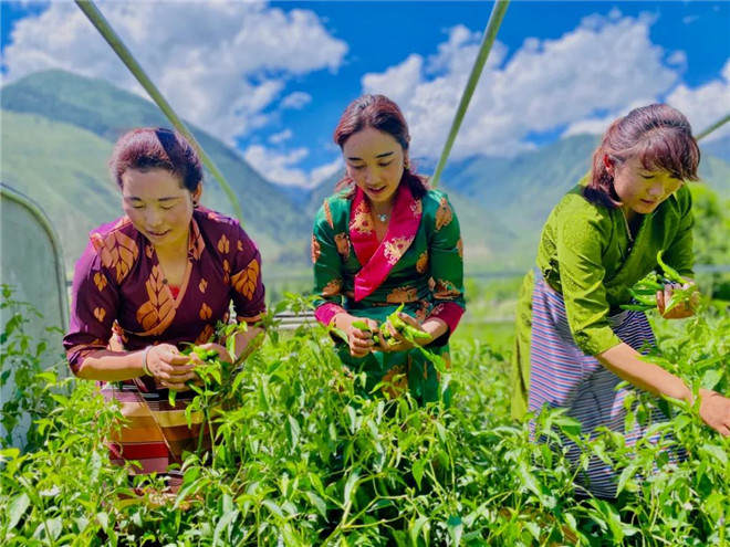 སུར་པན་ལ་བརྟེན་ནས་ཕྱུག་པོའི་ལམ་དུ་སྐྱོད་པའི་སྣང་རྫོང་གི་མང་ཚོགས།