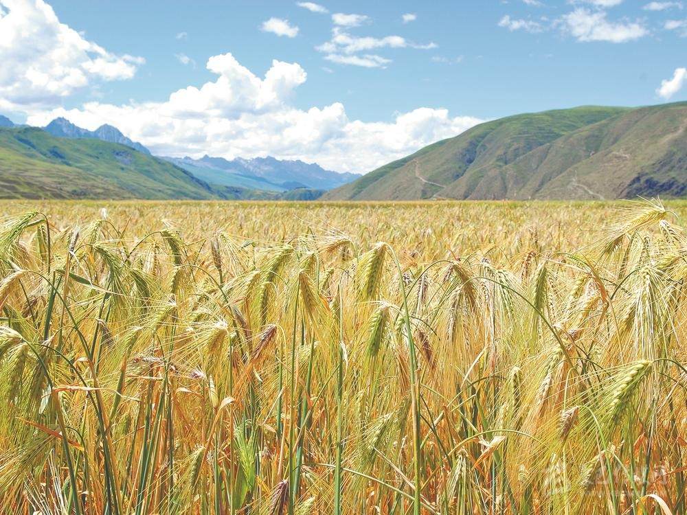 ཨ་འབྲུ་ནས་ཞིང་ཆེན་ཕྱི་ཕྱོགས་ལ་ཚོང་བྲིན་བྱུང་ནས་མི་སེར་ཕྱུག་འགྱུར་ལམ་དུ་སྐྱོད་པའི་རེ་བ་བསྐངས།