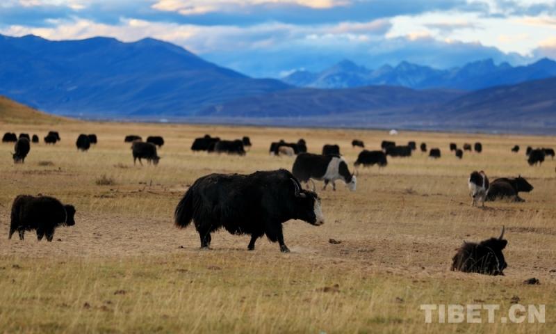ལི་ཐང་དུ་གསེར་མདོག་སྟོན་ཁར་ནོར་གནག་ལ་ཤ་ཤེད་རྒྱས།