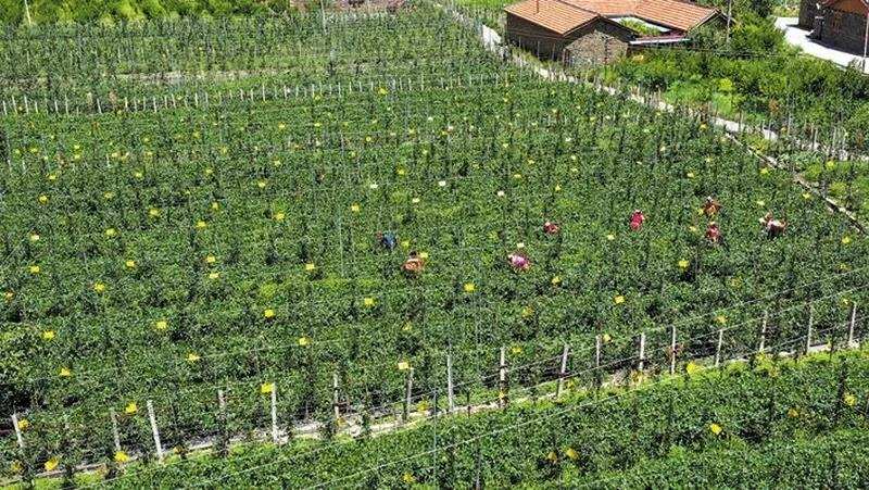 མའོ་རྫོང་ཁྲི་པུའུ་སུའུ་གྲོང་རྡལ་ཁྲི་པུའུ་སུའུ་གྲོང་སྡེས་ཐོན་ལས་ཀྱི་གྲུབ་ཚུལ་ལེགས་སྒྲིག་བྱས་ཚུལ་བཀོད་པ།