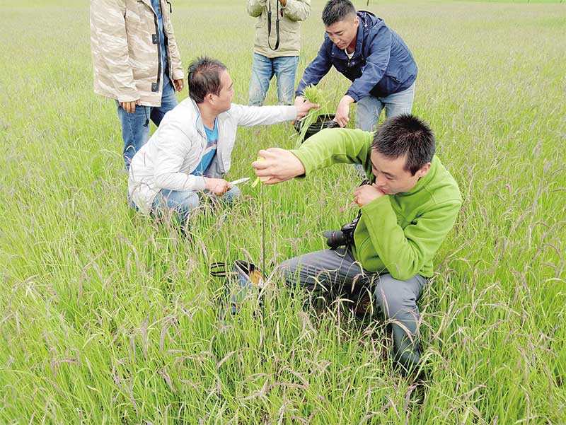 མཚོ་སྔོན་ལ་རོགས་སྐྱོར་བྱེད་པའི་བརྩེ་སེམས་ཆེན་པོ་དེ་མདུན་སྐྱོད་ཀྱི་སྟོབས་ཤུགས་ཆེན་པོར་འགྲིལ་བ།