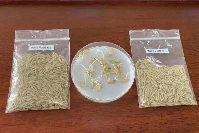 རང་རྒྱལ་གྱིས་ཟླ་བའི་སྟེང་ནས་ཡོང་བའི་ཆུ་འབྲས་ཀྱི་ས་བོན་ལ་མྱུ་གུ་འབུས་འདུག