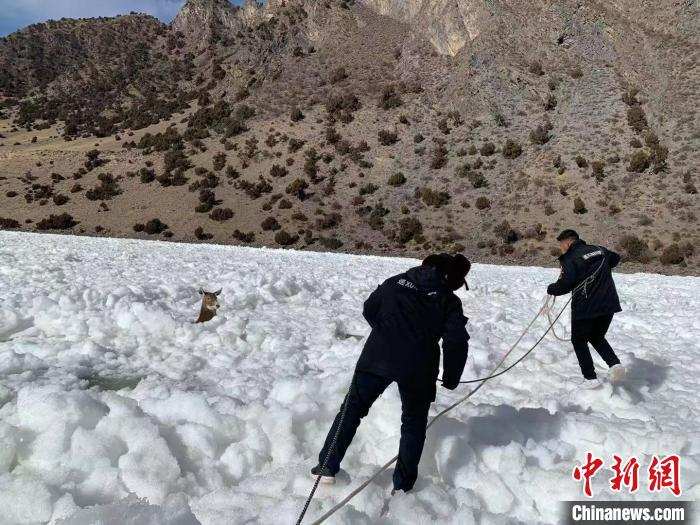 འཁྱགས་རོམ་དུ་ལུས་པའི་ཤྭ་བ་མཆུ་དཀར་6བསྐྱབས་པ། 