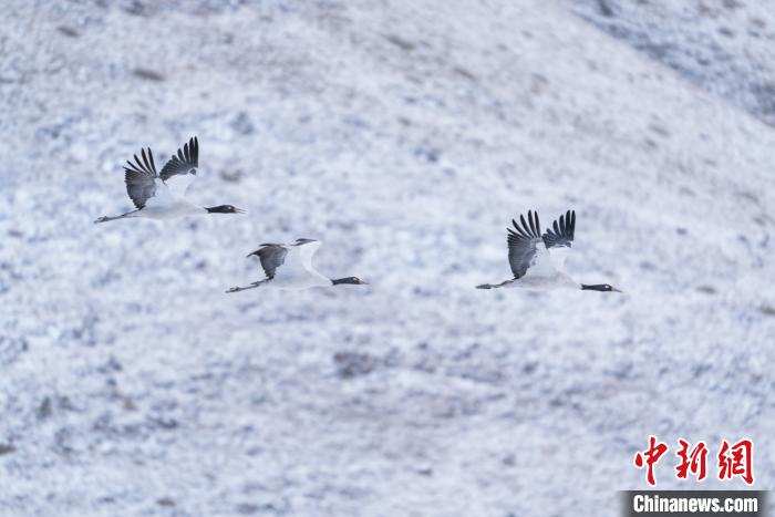 ཁ་བའི་ཁྲོད་ཀྱི་ཁྲུང་ཁྲུང་སྐེ་ནག 