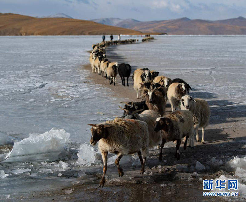 ཕུ་མ་གཡུ་མཚོའི་དར་ཐོག་གི་ལུག་ཁྱུའི་བསྟར་པ་རིང་མོ། 
