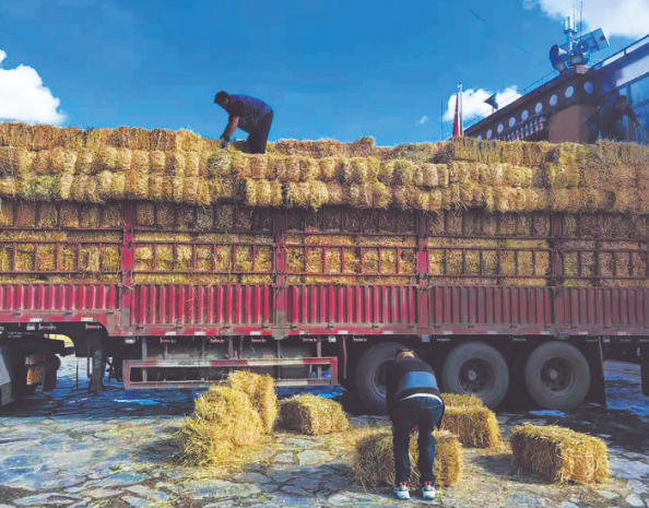 འཛམ་ཐང་རྫོང་གིས་མང་ཚོགས་ལ་གཟན་རྩྭ་སྤྲད་དེ་དཔྱིད་ཀར་གཟན་རྩྭས་མི་འདང་བའི་དཀའ་ངལ་སེལ་རོགས་བྱས།