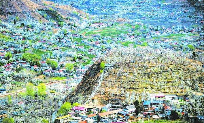 ལི་སྡོང་མེ་ཏོག་རབ་ཏུ་བཞད།། མ་བོས་མགྲོན་པོ་ངང་གིས་འདུས།།