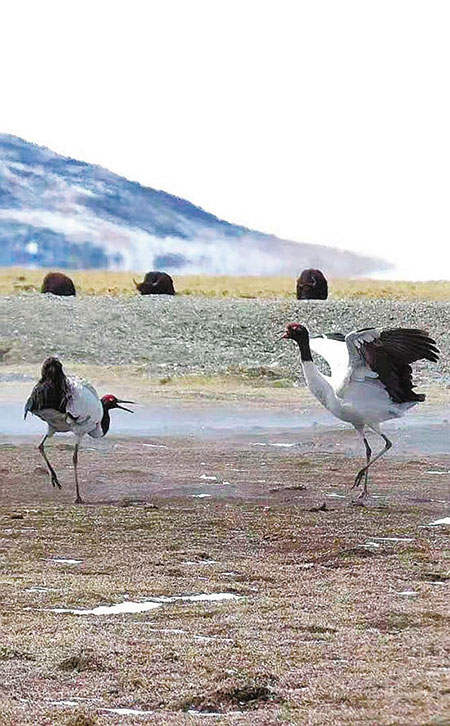 ཁྲུང་ཁྲུང་སྐེ་ནག་ཁག་དང་པོ་འཇའ་ཐང་རྩྭ་ཐང་དུ་ལོག་པ།