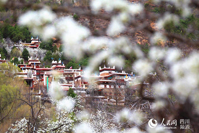 དཀར་མཛེས་མཛེས་མའི་ལུང་དུ་མེ་ཏོག་བཞད་པའི་སྒང་རེད།