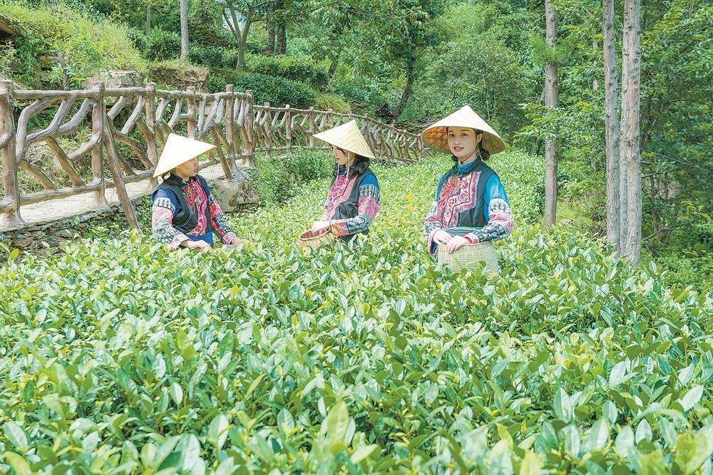 ཇའི་ཐོན་ལས་དེ་བརྒྱད་ཟིལ་རྫོང་ཁེ་རྡོ་ཡུག་ཤོག་གི་ཕྱུག་འགྱུར་གཅེས་ནོར་དུ་གྱུར།