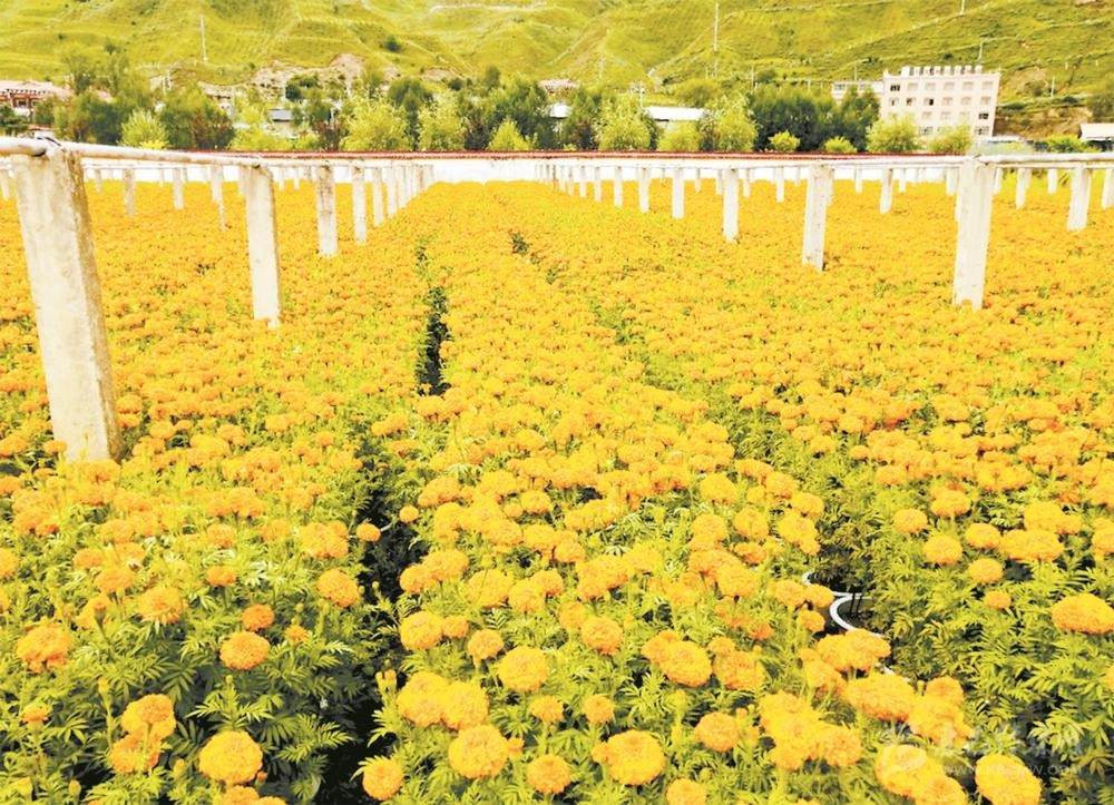 བྲག་མགོ་རྫོང་གིས་མེ་ཏོག་ཐོན་ལས་ལ་བརྟེན་ནས་མི་སེར་ཕྱུག་པོར་ཆགས་པའི་ཕུགས་འདུན་མངོན་འགྱུར་བྱས།