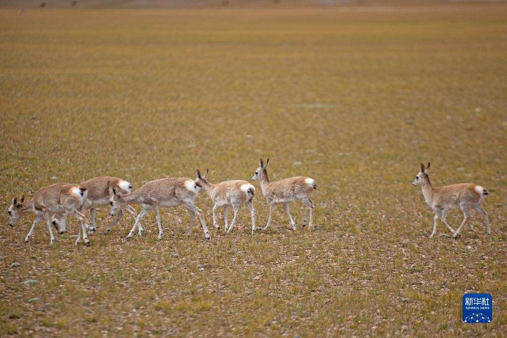 བྱང་ཐང་སྟེ་རི་སྐྱེས་སྲོག་ཆགས་ཀྱི་དགའ་ཚལ། 