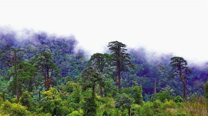 གངས་ལྗོངས་ས་མཐོའི་སྲོག་ཆགས་དང་རྩི་ཤིང་སྲུང་སྐྱོང་ཡག་པོ་བྱས་པ།