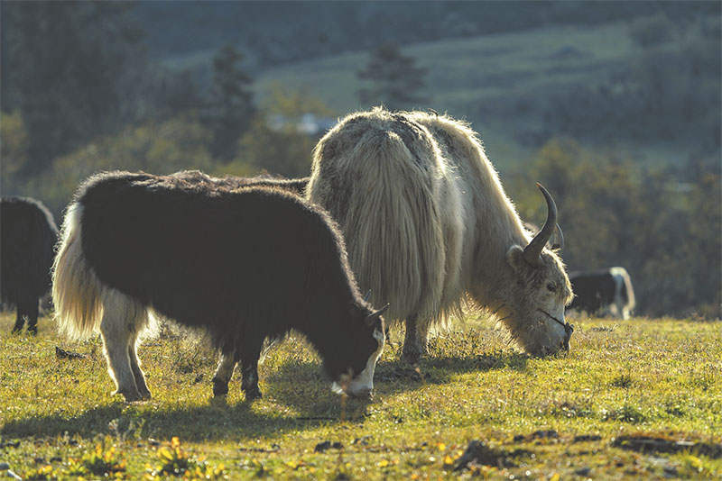 སྟོན་དུས་ཀྱི་པོ་ཏ་མཚོ།