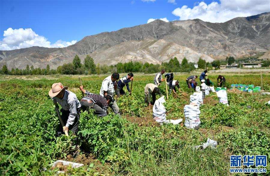 གཞིས་ཀ་རྩེ་གྲོང་ཁྱེར་གྱིས་སིལ་ཏོག་དང་སྔོ་ཚལ་ཐོན་ལས་འཕེལ་རྒྱས་སུ་བཏང་ནས་མཐོ་སྒང་གི“ཚོད་སླེ”འགན་སྲུང་བྱས།