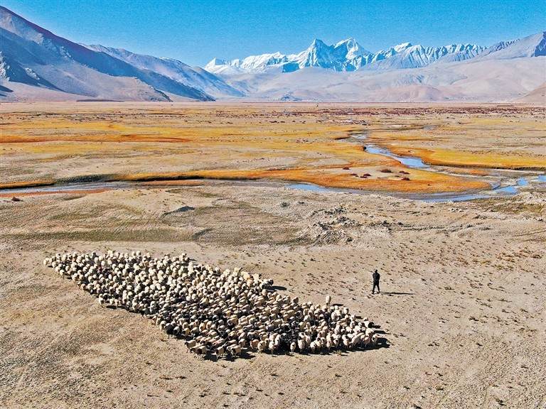 ར་ལུག་གསོས་ནས་འབབ་འཕར་ཡོང་བར་བྱེད།