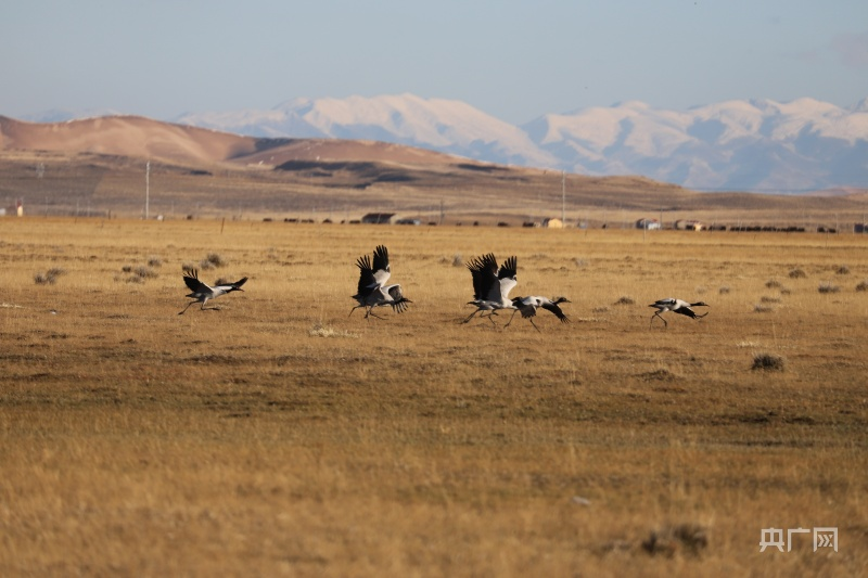 ཁྲུང་ཁྲུང་ཁྱུ་ཚོགས་མཚོ་སྔོན་པོར་དགུན་ཁ་སྐྱེལ་བར་སླེབས།