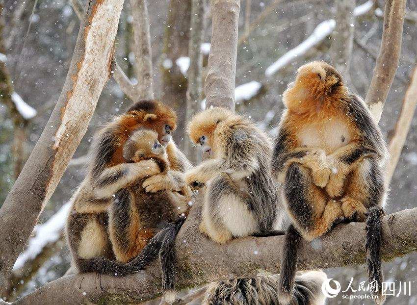 སྤྲེའུ་སེར་ཁྱུ་ཚོགས་དང་བཅས་ཁ་བའི་ཁྲོད་རྩེད་འཇོར་རོལ་བ།