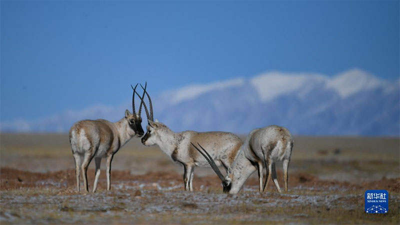 མཚོ་སྔོན་དུ་སྲོག་ཆགས་འདི་དག་འདུག 