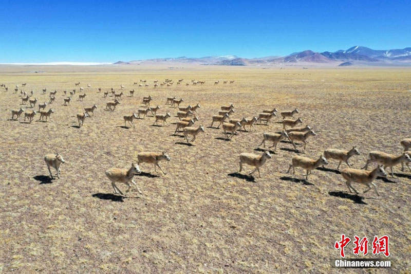 བོད་ལྗོངས་སྒེར་རྩེ་རྫོང་རྩྭ་ཐང་སྟེང་གི་གཙོད།