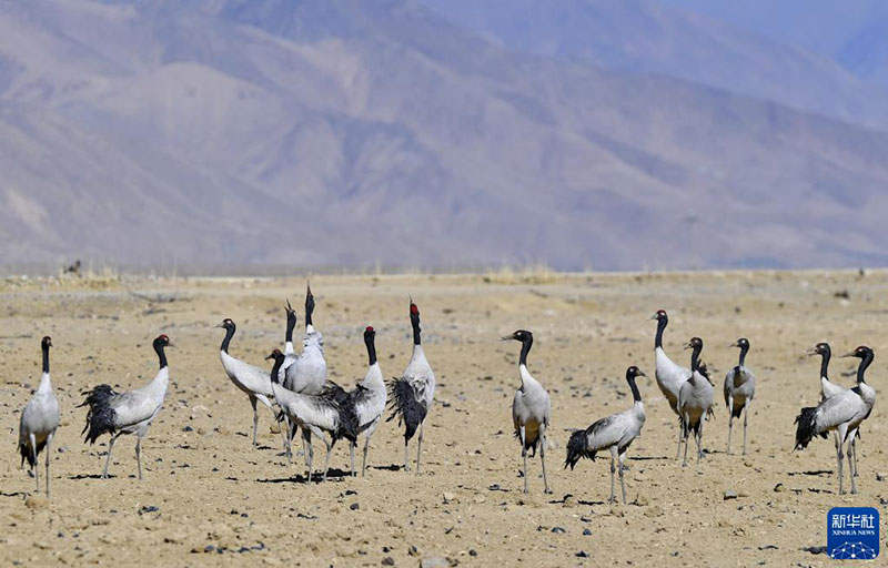 ཁྲུང་ཁྲུང་སྐེ་ནག