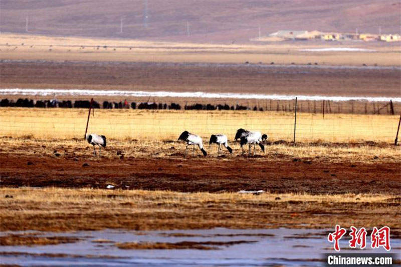 རོང་པོ་རང་བྱུང་སྲུང་སྐྱོང་ཁུལ་དུ་འདབ་ཆགས་རིགས་47མང་དུ་ཕྱིན་ཡོད། 